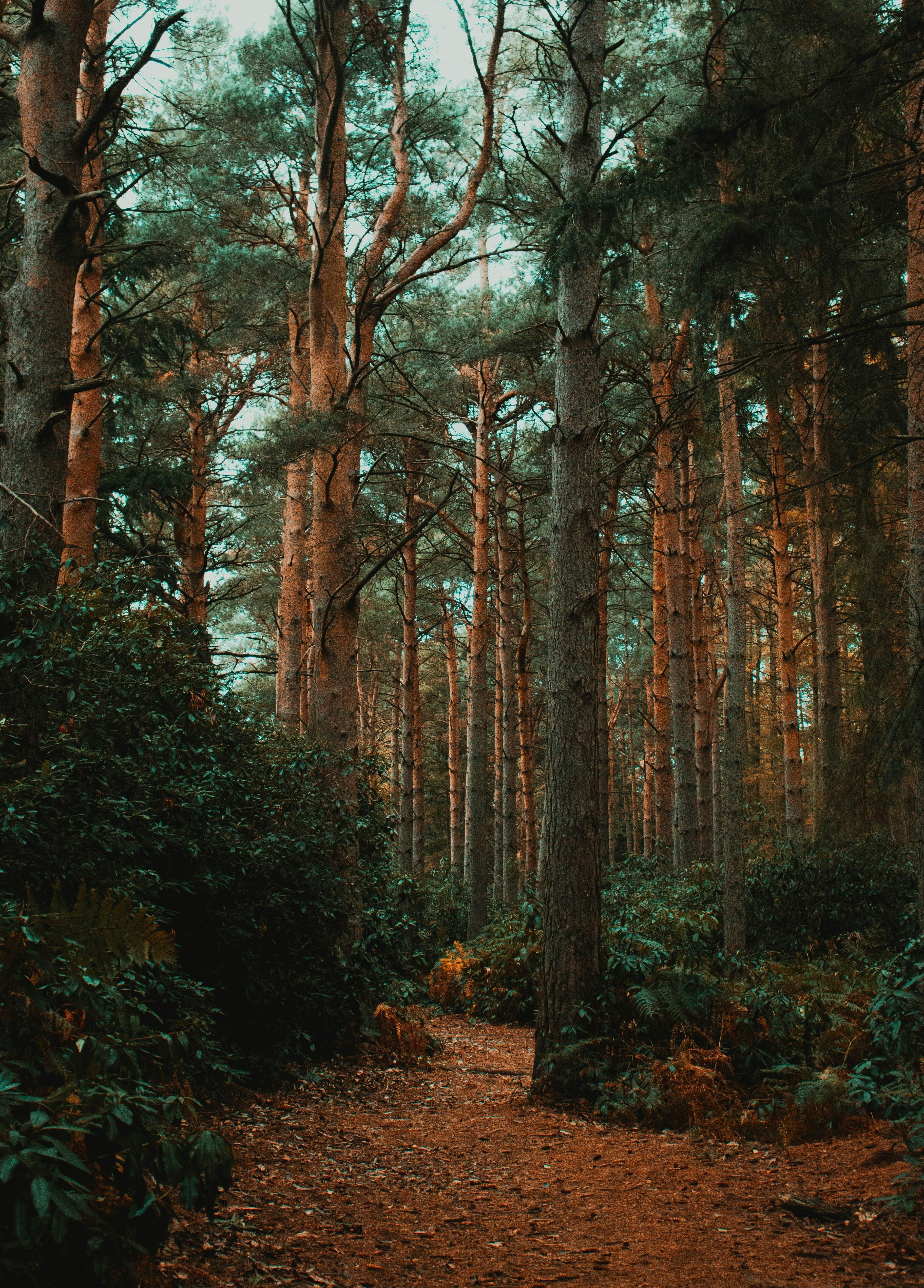 Tree Planting and Conservation Project